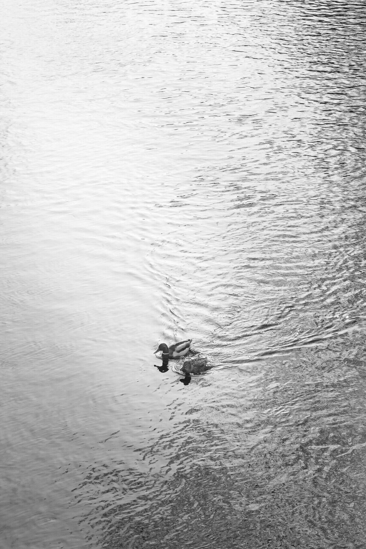 canards sur le Loup