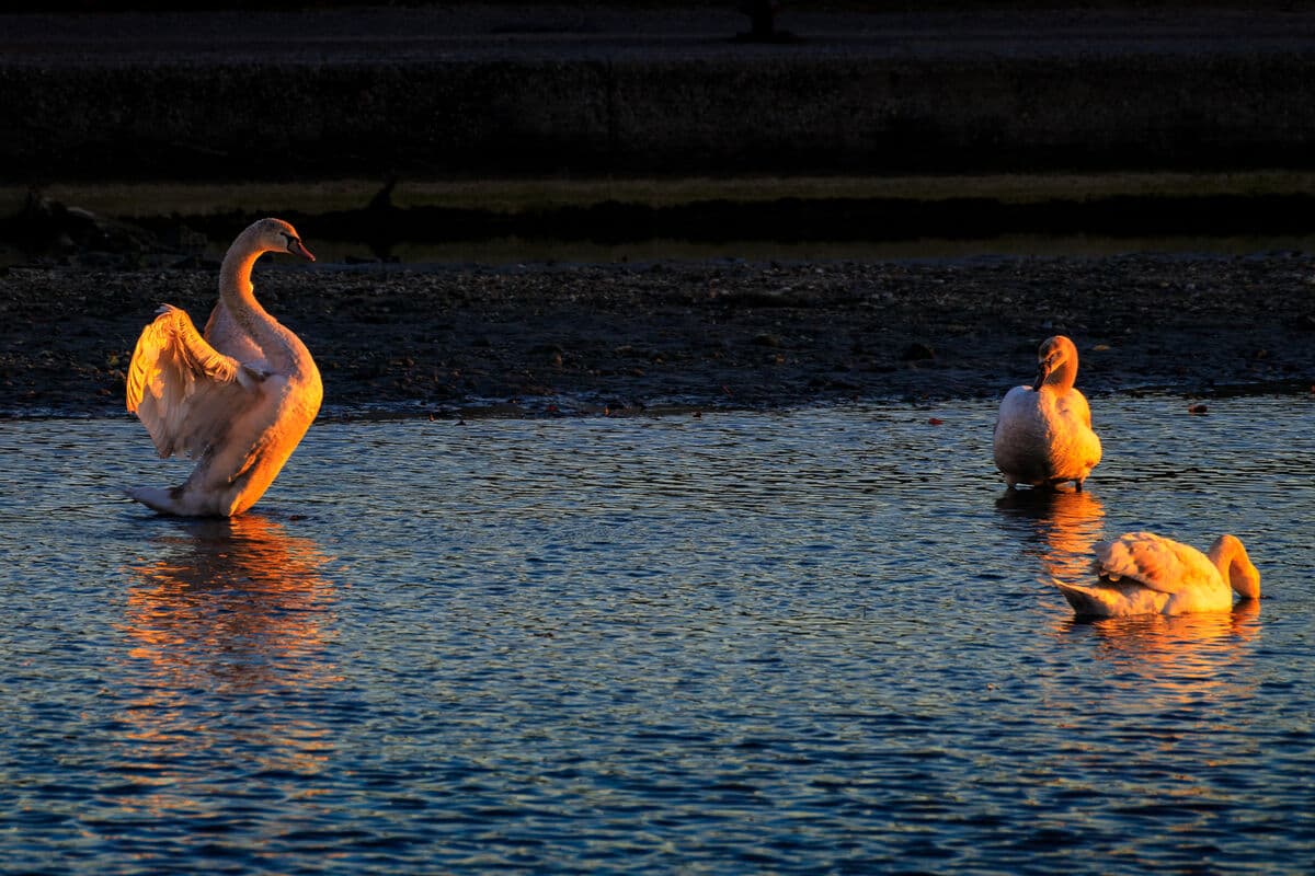 Réveil des cygnes de Villeneuve Loubet plage 8714